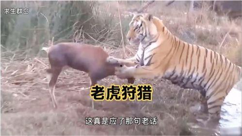 王老虎被爆料了吗视频,揭秘背后真相 第1张 王老虎被爆料了吗视频,揭秘背后真相 第1张